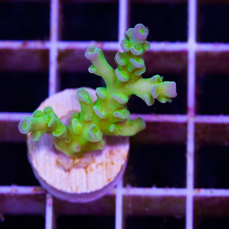 newcoral1535b - 100 New WYSIWYG Acros at Cherry Corals!